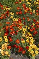 Colourful flower bed